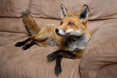 Fox soft mount