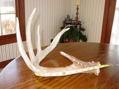 huge shed antlers