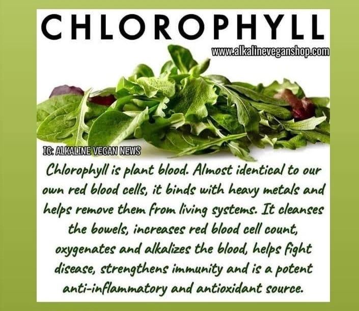 pre day chlorophyll