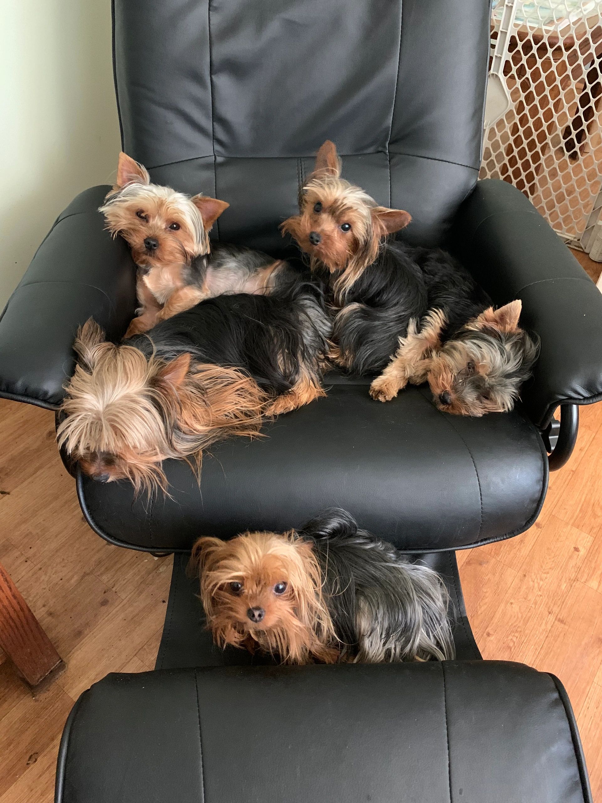Love on a Leash Yorkies