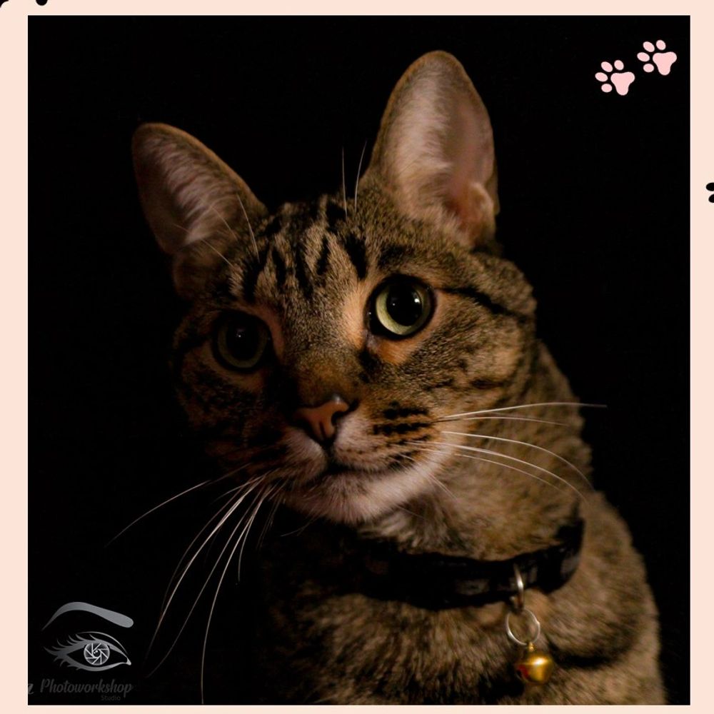 Este es un homenaje a nuestro querido gato ¨YORU¨ a su ronroneo, a su fiel y amorosa compañía. 
