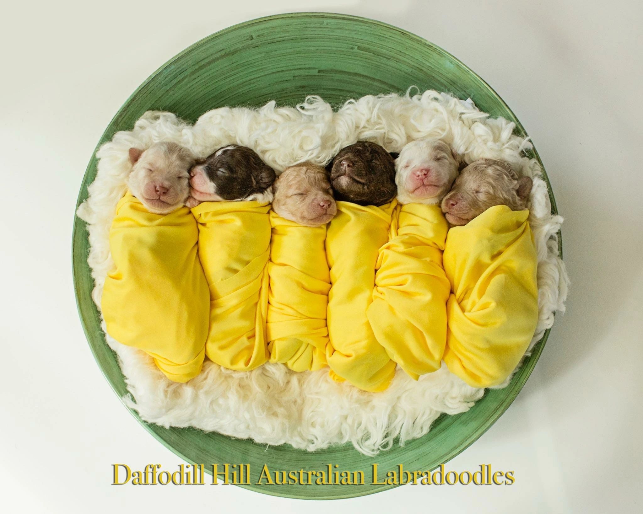 daffodil hill australian labradoodles