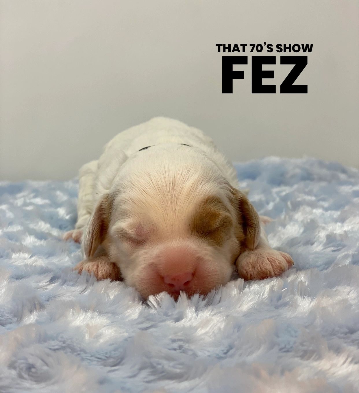 Australian Labradoodle Puppies for Sale Labradoodles