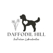 Daffodil Hill Australian Labradoodles