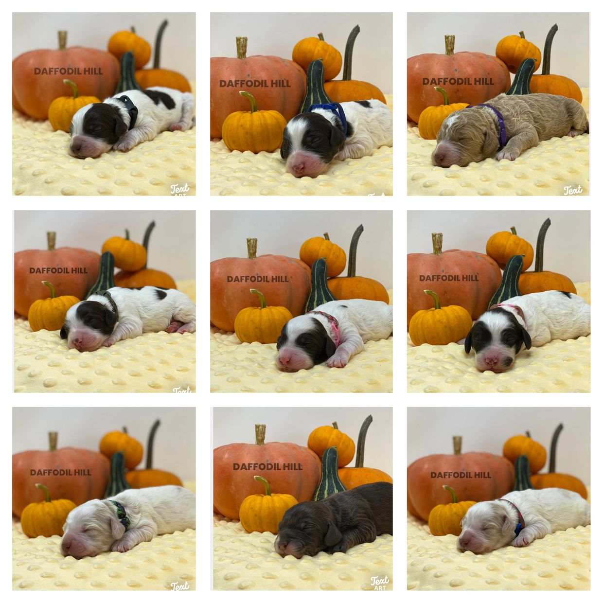 Australian Labradoodle Puppies for Sale Labradoodles