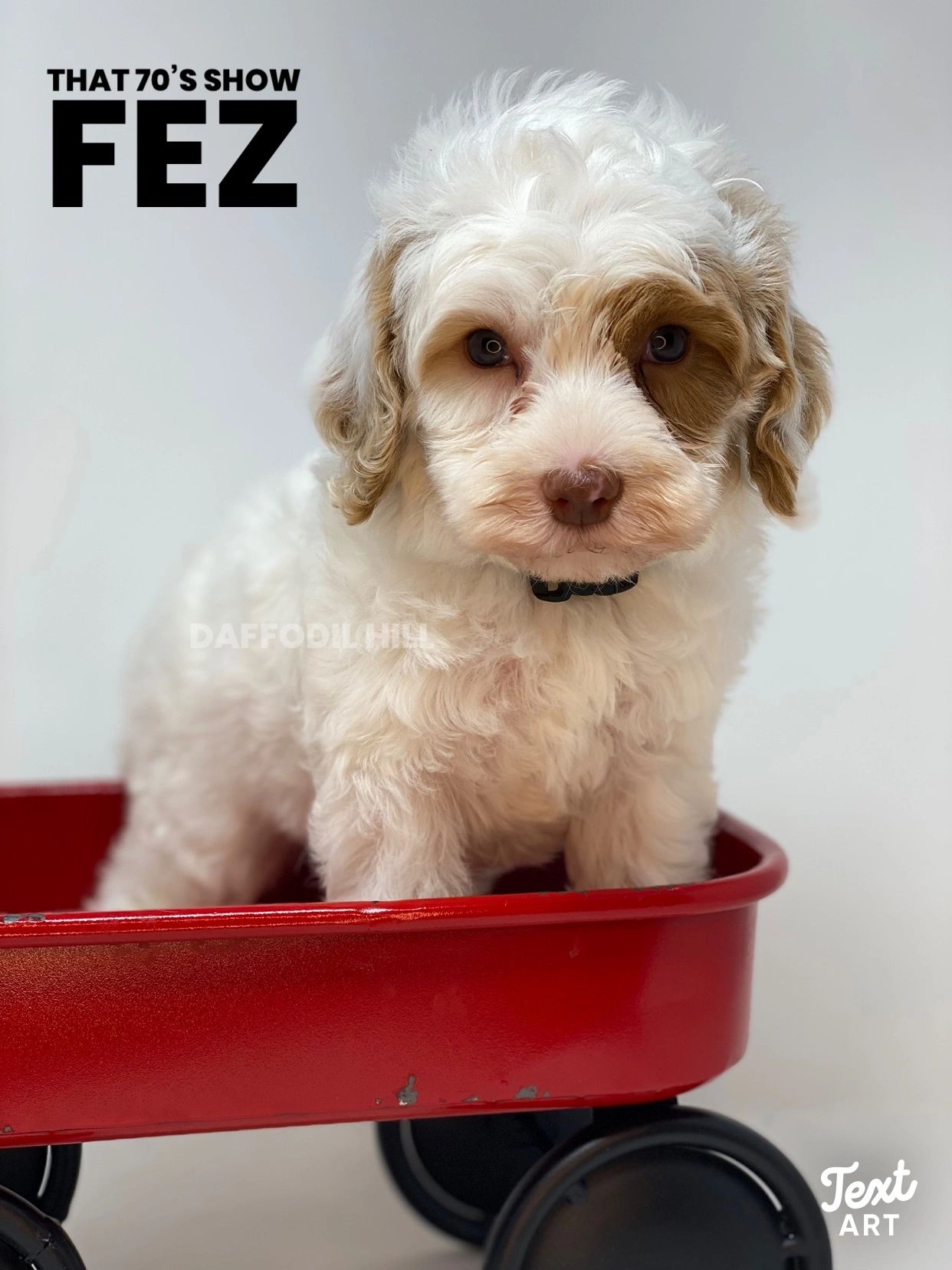 Australian Labradoodle Puppies for Sale Labradoodles