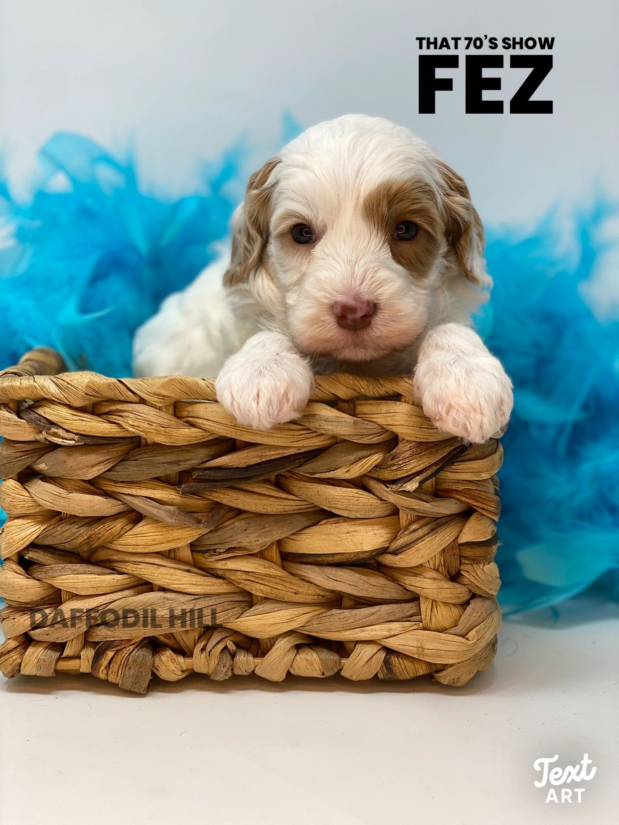 Australian Labradoodle Puppies for Sale Labradoodles