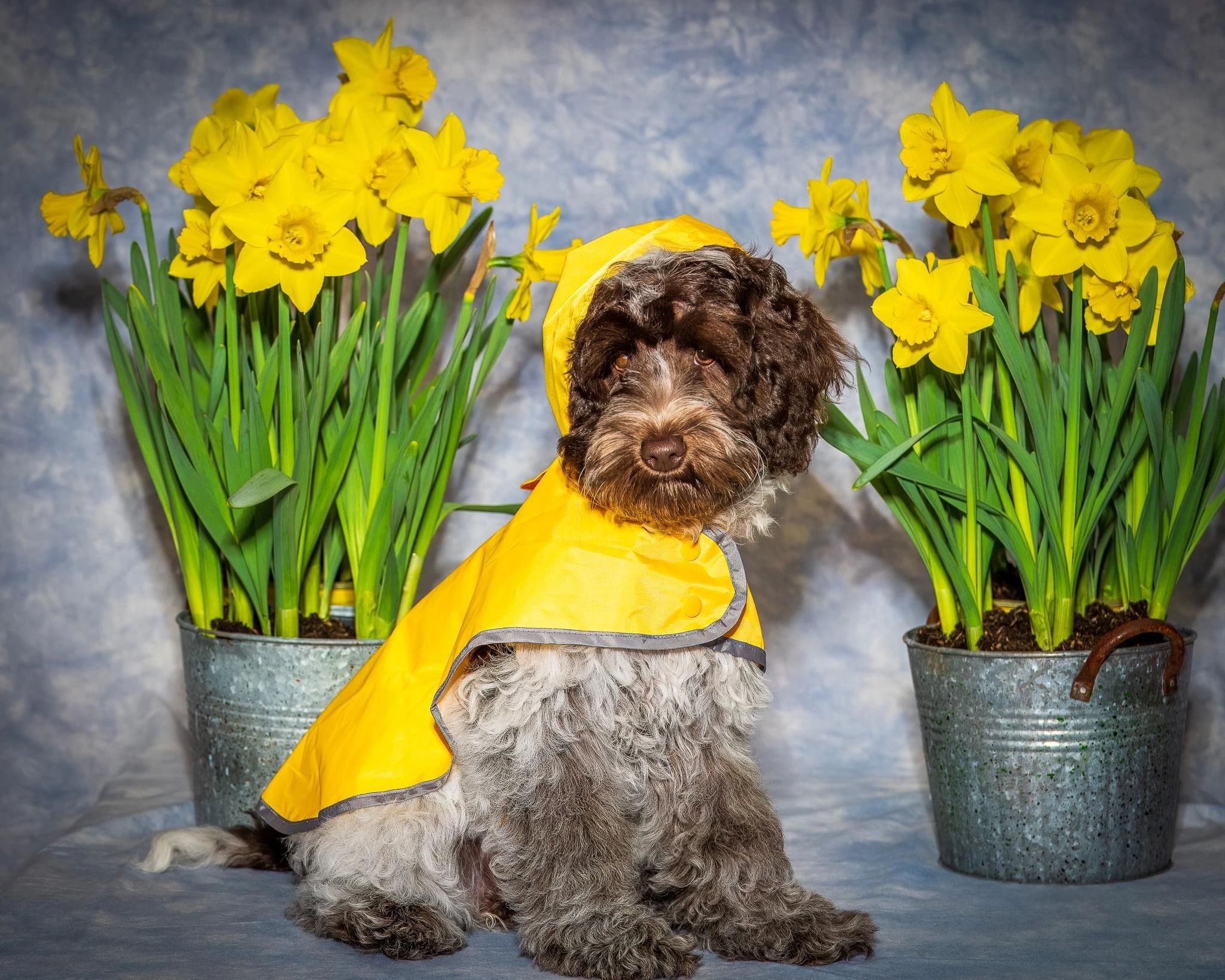 Australian Labradoodle Puppies for Sale Labradoodles