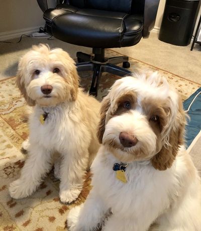 australian labradoodle, labradoodle, multigenerational labradoodle, australian labradoodle puppy, australian labradoodle association of america, mini australian labradoodle, medium australian labradoodle