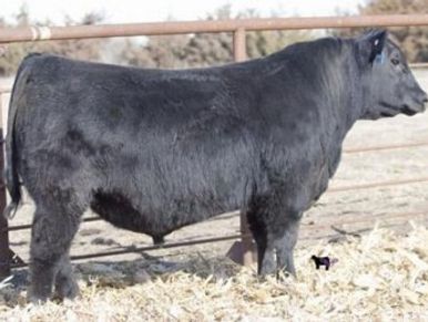 most impressive bulls in the breed today