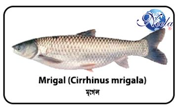 Mrigal Fish