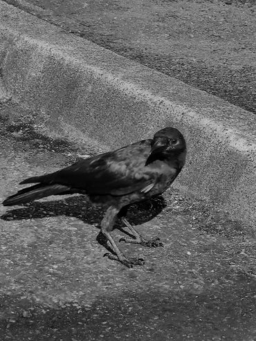 Crow standing in parking lot. 