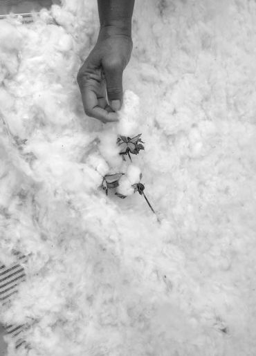 Hand holding cotton among fluffy cotton bolls.