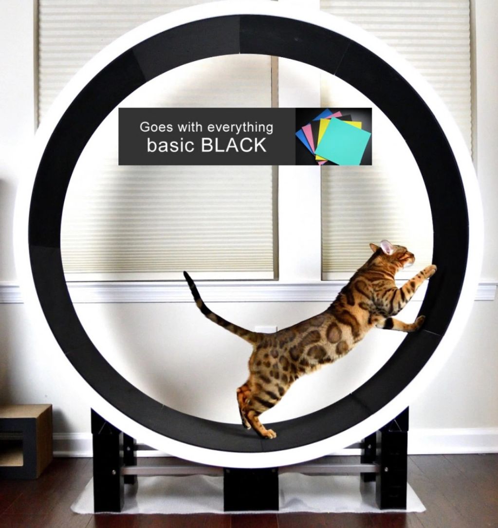 Ziggy Doo Cat Wheel