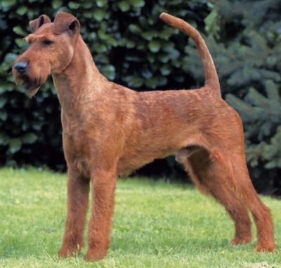 how tall is an irish terrier