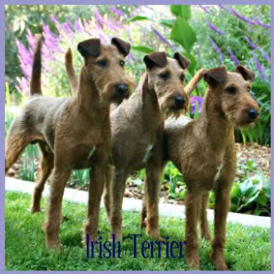 영문도서) Raising An Irish Terrier: Irish Terrier Training Guide