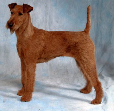 Irish terrier cheap breed standard