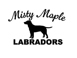 Misty Maple Labradors