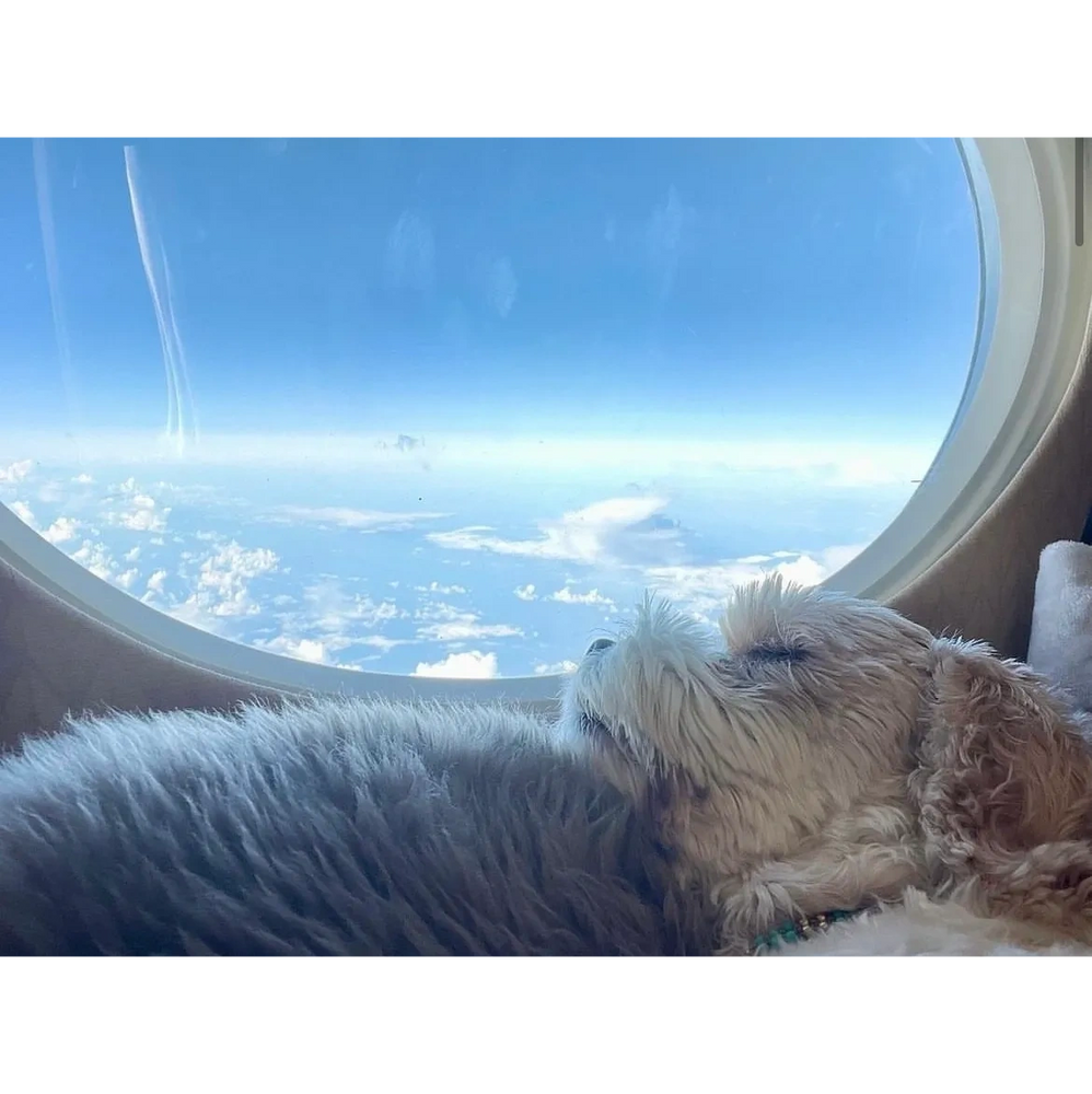 Pet Travel Services Skye Pet Travel