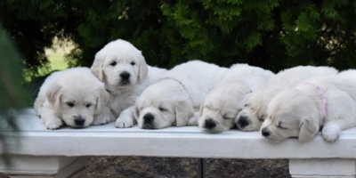 Golden Retrieve puppies