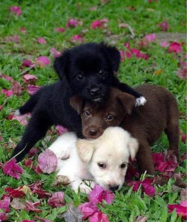 Three adorable puppies playing together on grass with pink petals.