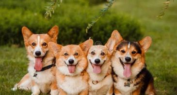Four happy corgi dogs sitting together outdoors with tongues out.