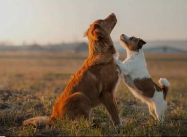 Two dogs interacting outdoors during sunset on grassy field.