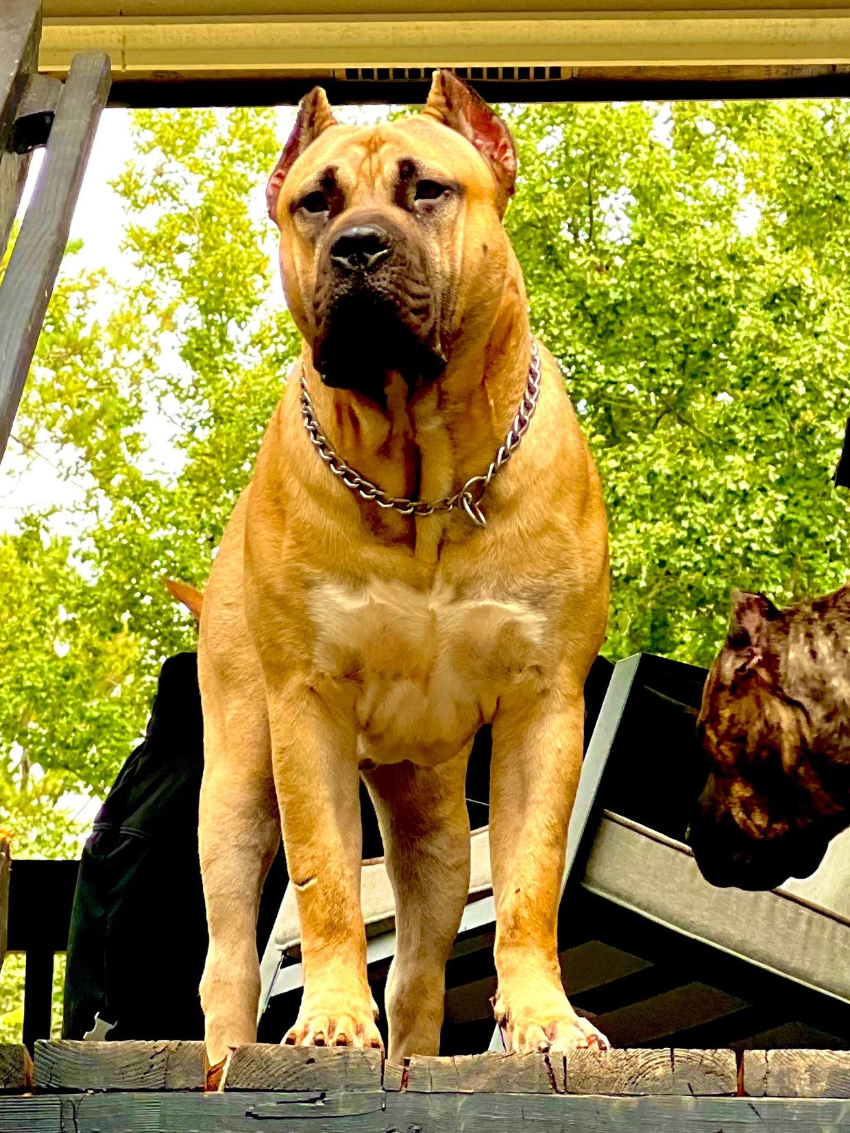 About Roman Dynasty Kennels