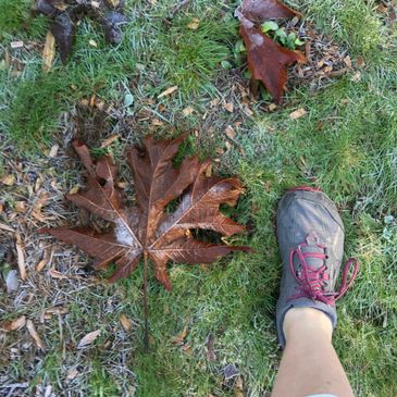 Bink hiking Washington with large leaf