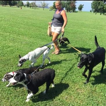 Dog walks in the park in Chicago