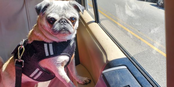 Pet Taxi in Chicago