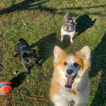 Doggy daycare in Chicago