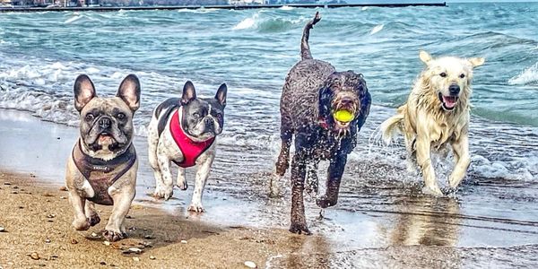 Doggy Daycare in Chicago