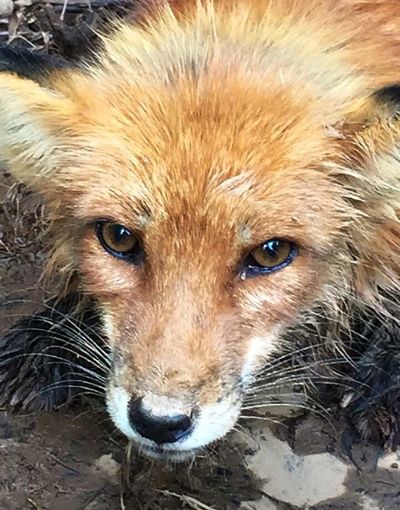 Red Fox