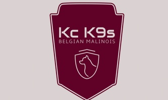 KC Malinois