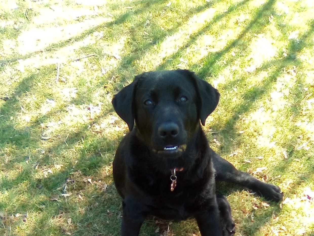 Solomon sitting on the grass, enjoying the fresh air