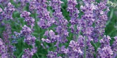 Close-up of blooming purple lavender flowers in a garden.
