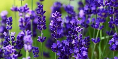 Close-up of vibrant purple lavender flowers in bloom.
