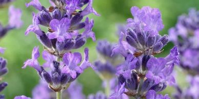 Close-up of blooming purple lavender flowers in a garden.