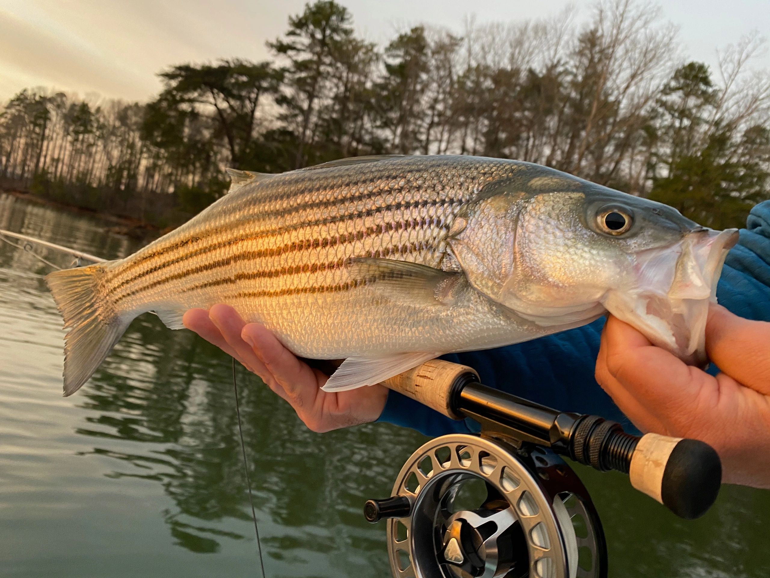 North Georgia Fly Fishing Guide: Spring Trout and Striper