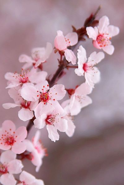 Pink cherry blossoms on a branch.