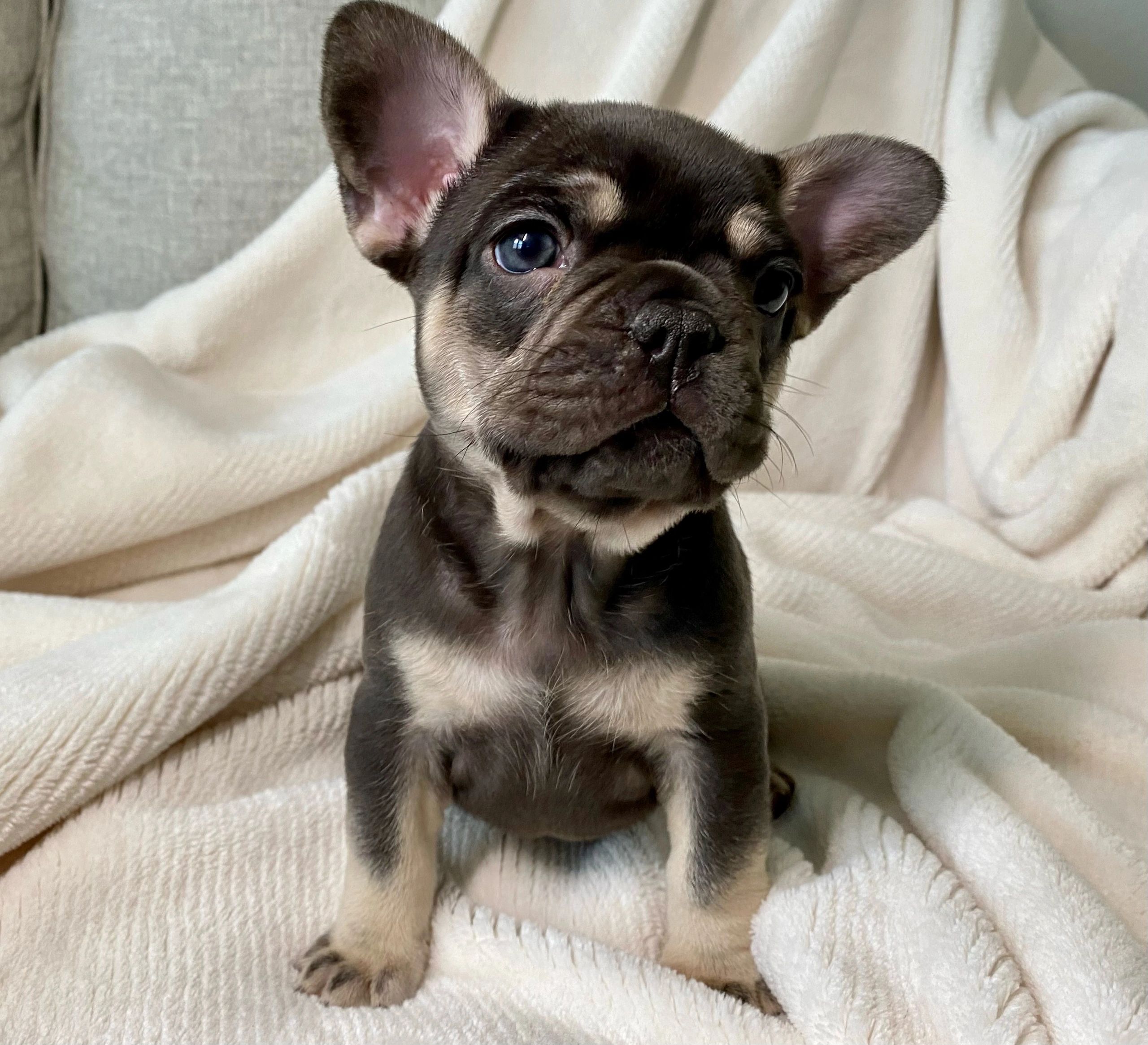 are chocolate french bulldogs akc