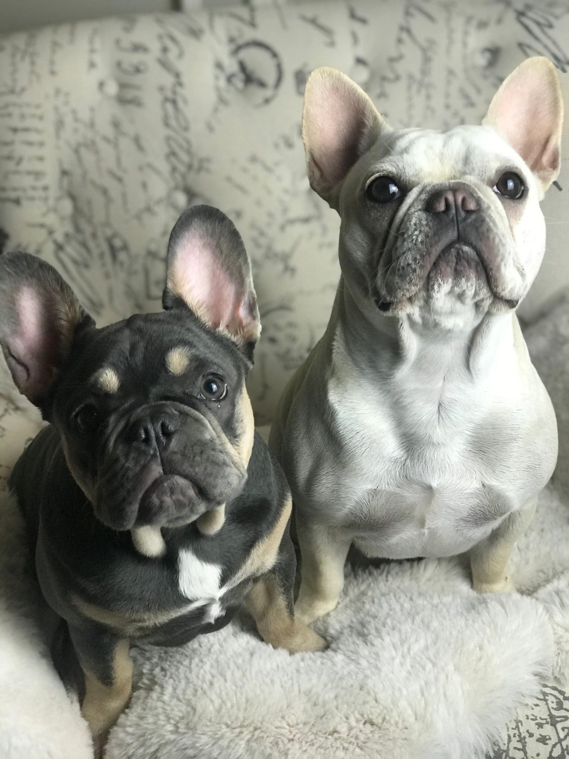 Do French Bulldogs Have Dew Claws