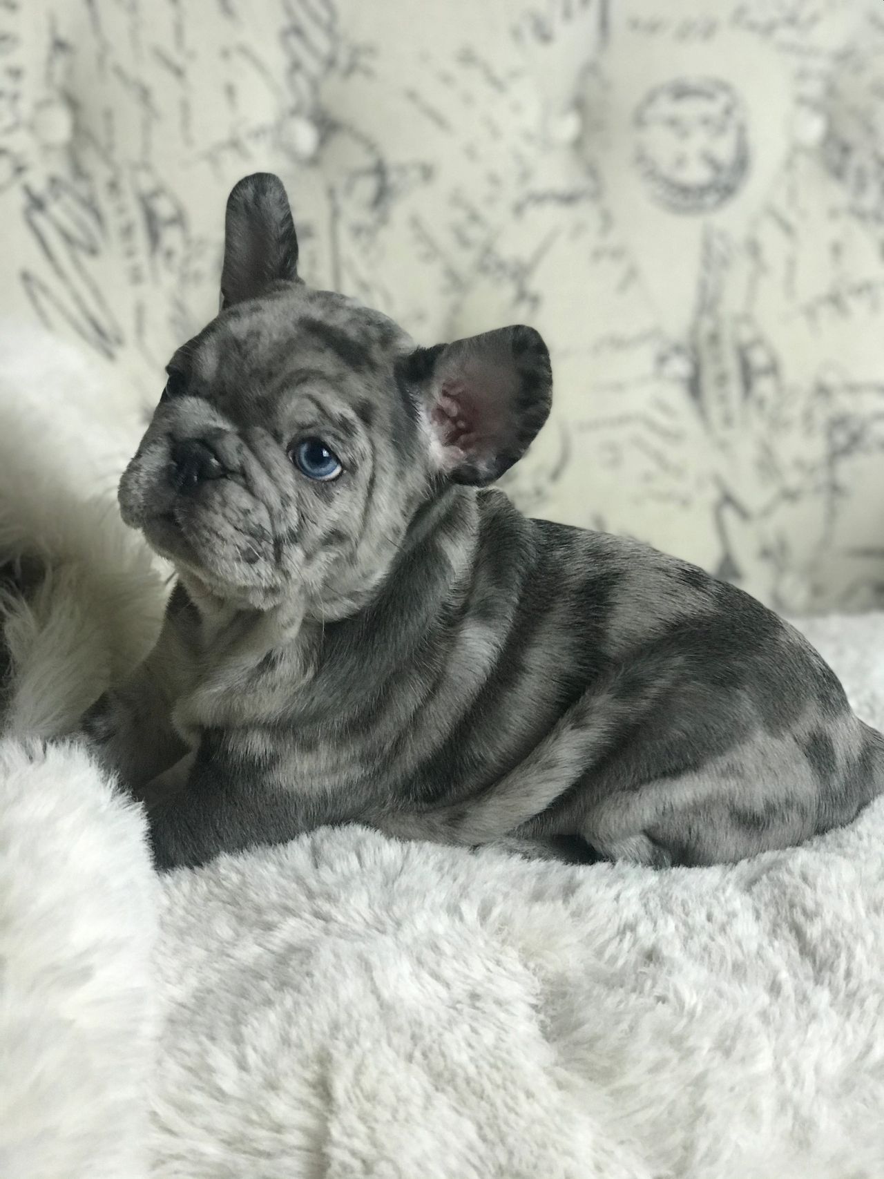 Dna Color Testing In French Bulldogs