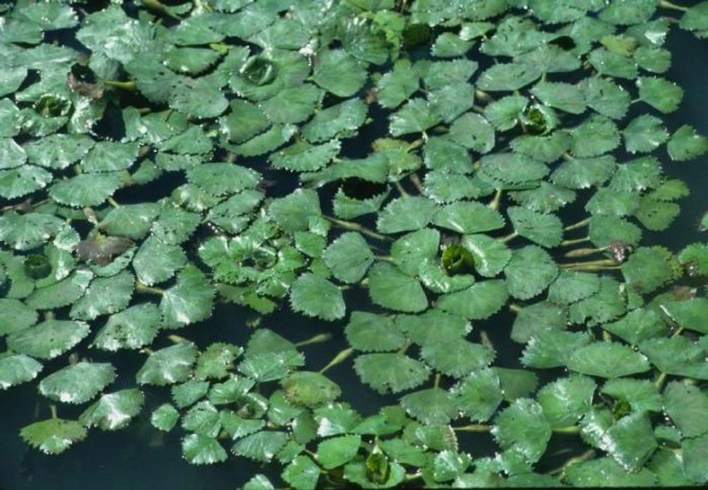 Exotic Water Chestnut