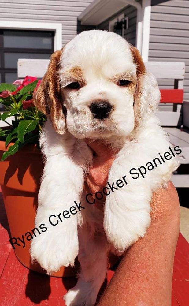 Akc cocker spaniel clearance puppies