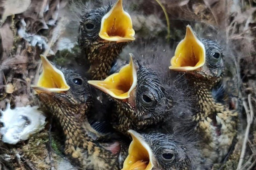 When is the Bird Nesting Season?