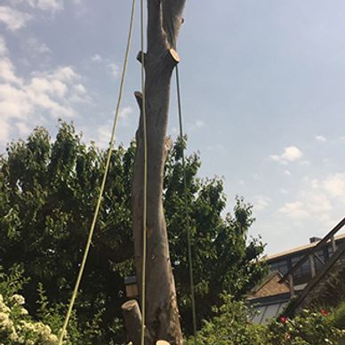 Tree dismantling in Leeds