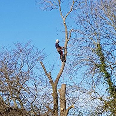 Tree pollarding in Leeds