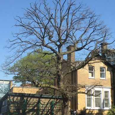 Tree pruning in Leeds